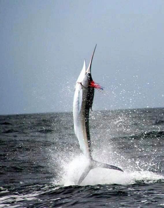 Marlin jumping from the water